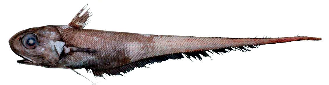 Coryphaenoides rupestris